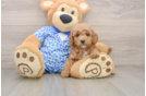 Mini Goldendoodle Pup Being Cute