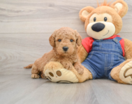 6 week old Mini Goldendoodle Puppy For Sale - Simply Southern Pups