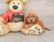 6 week old Mini Goldendoodle Puppy For Sale - Simply Southern Pups