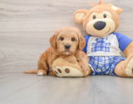 6 week old Mini Goldendoodle Puppy For Sale - Simply Southern Pups