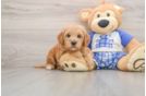 Hypoallergenic Mini Goldiepoo Poodle Mix Puppy