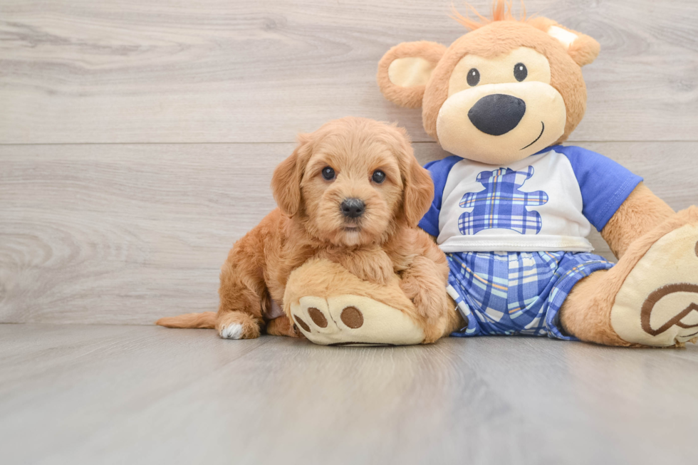 Hypoallergenic Mini Goldiepoo Poodle Mix Puppy