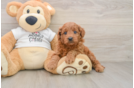 Mini Goldendoodle Puppy for Adoption