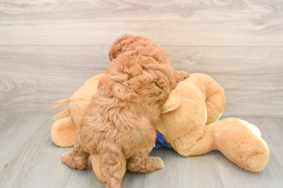 Best Mini Goldendoodle Baby