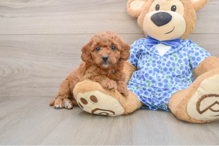 Smart Mini Goldendoodle Poodle Mix Pup