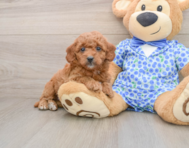 8 week old Mini Goldendoodle Puppy For Sale - Simply Southern Pups