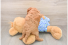Mini Goldendoodle Pup Being Cute