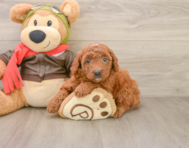 7 week old Mini Goldendoodle Puppy For Sale - Simply Southern Pups