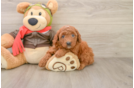 Mini Goldendoodle Pup Being Cute