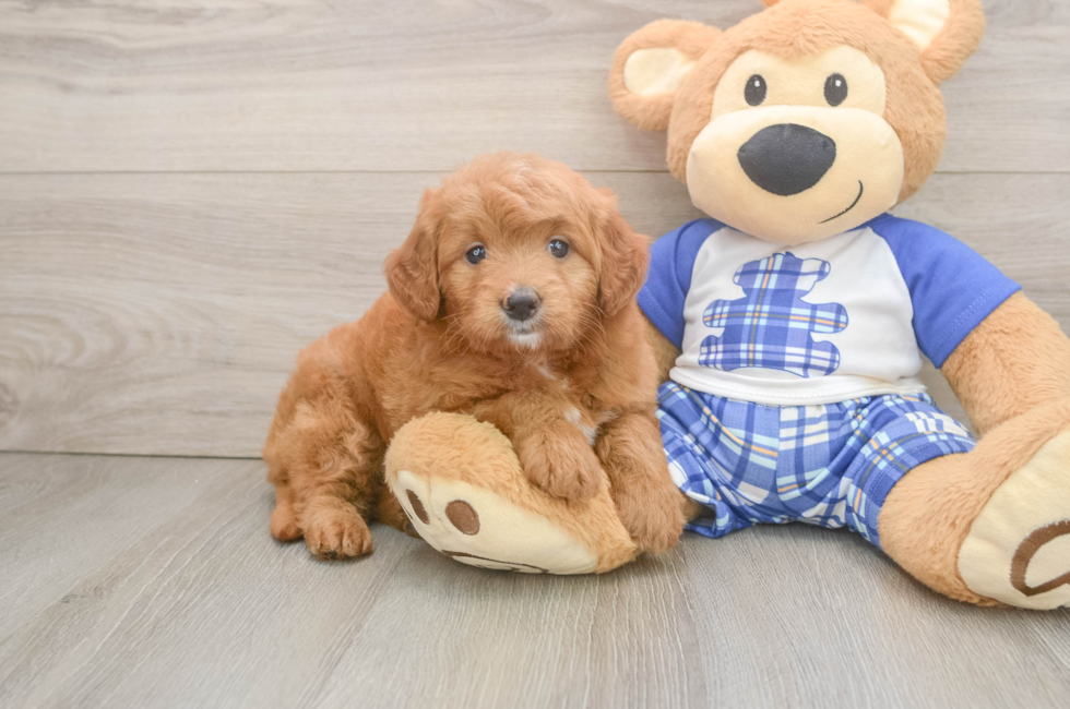 7 week old Mini Goldendoodle Puppy For Sale - Simply Southern Pups