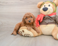 6 week old Mini Goldendoodle Puppy For Sale - Simply Southern Pups