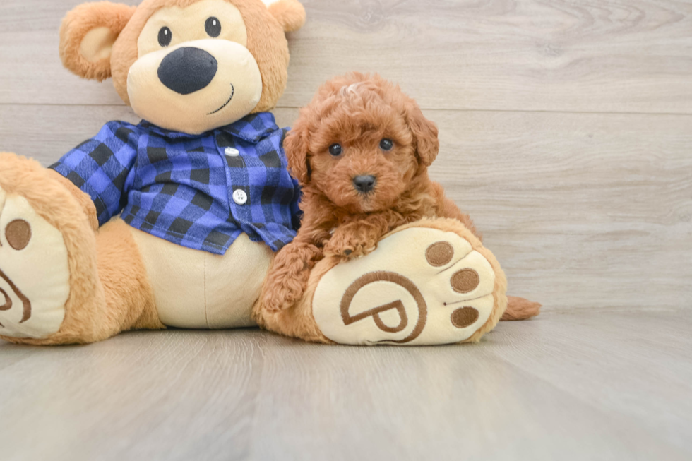 Best Mini Goldendoodle Baby