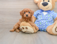 8 week old Mini Goldendoodle Puppy For Sale - Simply Southern Pups
