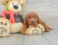 9 week old Mini Goldendoodle Puppy For Sale - Simply Southern Pups