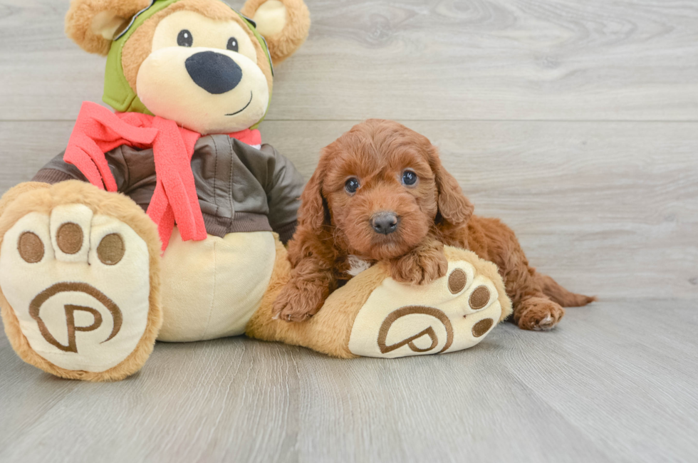 6 week old Mini Goldendoodle Puppy For Sale - Simply Southern Pups