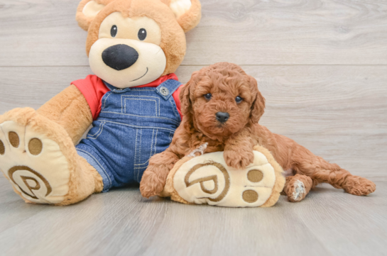 Mini Goldendoodle Puppy for Adoption