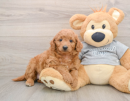 7 week old Mini Goldendoodle Puppy For Sale - Simply Southern Pups