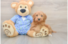 Hypoallergenic Mini Goldiepoo Poodle Mix Puppy