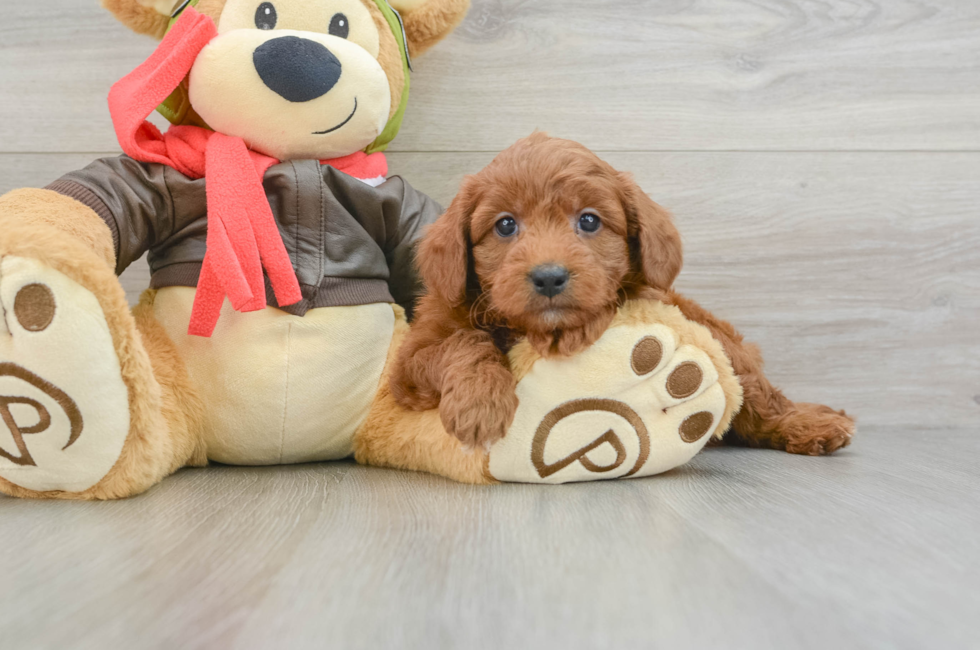 6 week old Mini Goldendoodle Puppy For Sale - Simply Southern Pups