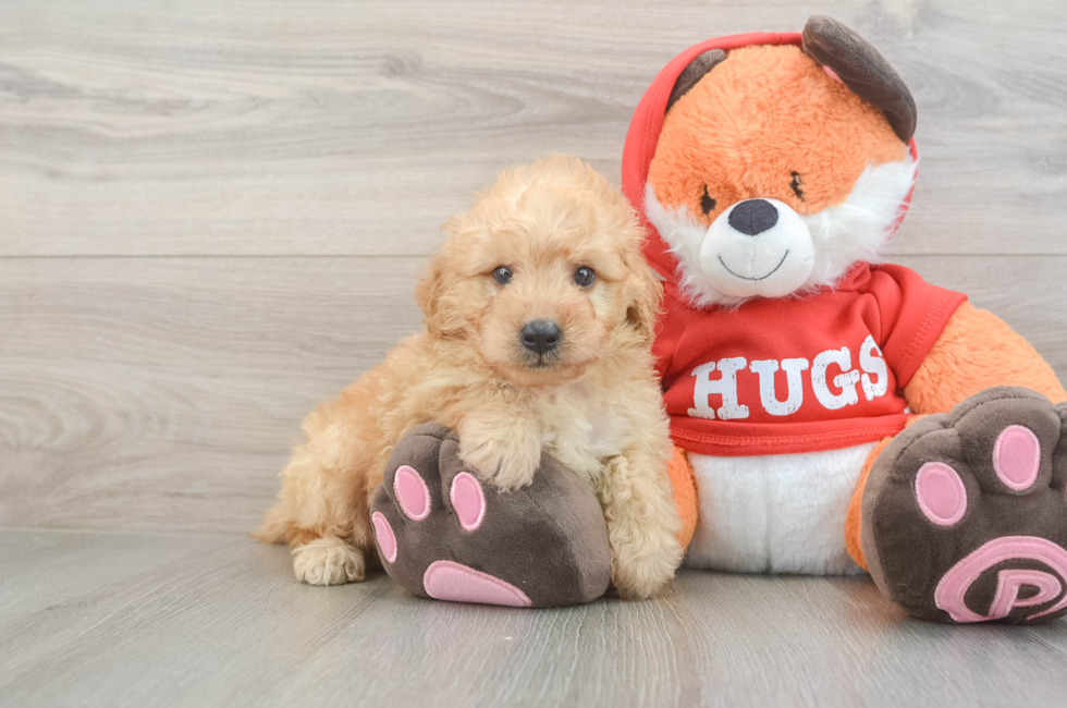 5 week old Mini Goldendoodle Puppy For Sale - Simply Southern Pups