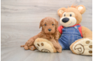 Best Mini Goldendoodle Baby