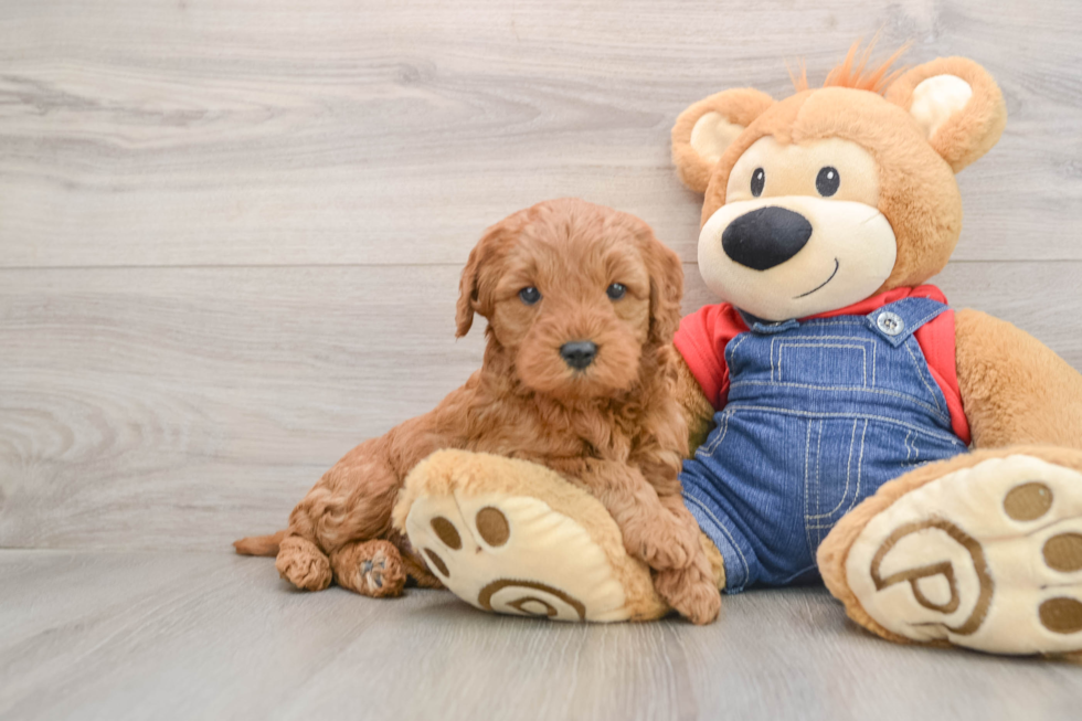 Best Mini Goldendoodle Baby