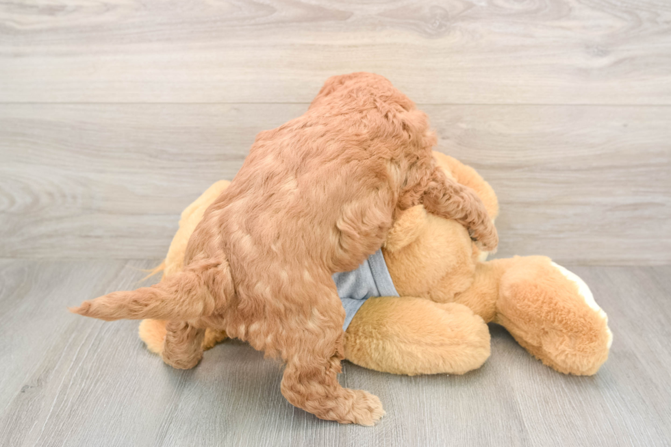 Petite Mini Goldendoodle Poodle Mix Pup