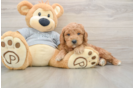 Mini Goldendoodle Puppy for Adoption