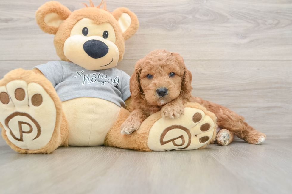 Mini Goldendoodle Puppy for Adoption