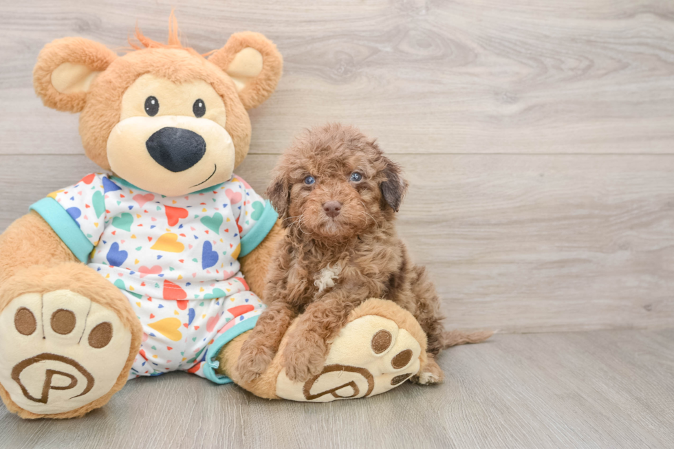 Popular Mini Goldendoodle Poodle Mix Pup