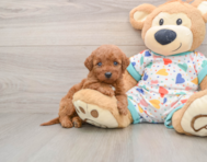 5 week old Mini Goldendoodle Puppy For Sale - Simply Southern Pups