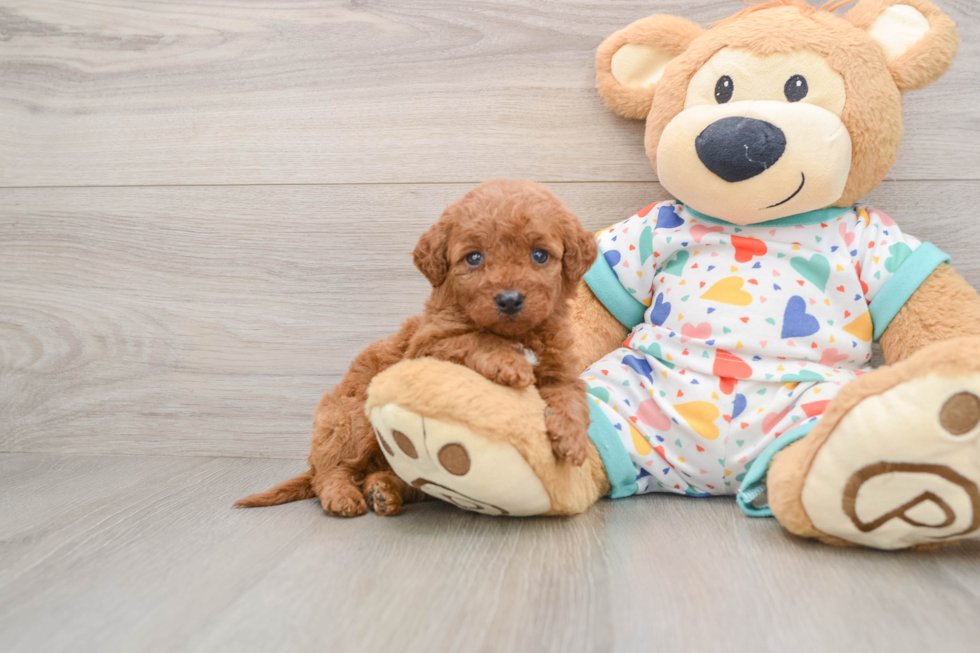 Mini Goldendoodle Puppy for Adoption