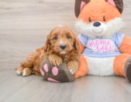 5 week old Mini Goldendoodle Puppy For Sale - Simply Southern Pups