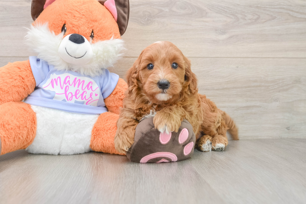 Smart Mini Goldendoodle Poodle Mix Pup