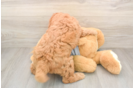 Best Mini Goldendoodle Baby