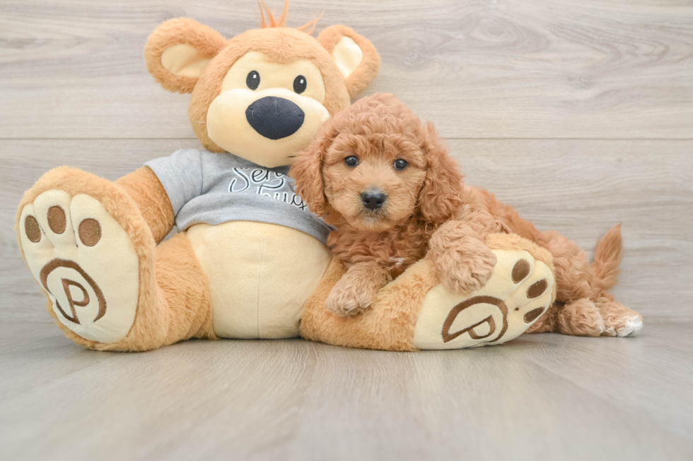 Happy Mini Goldendoodle Baby