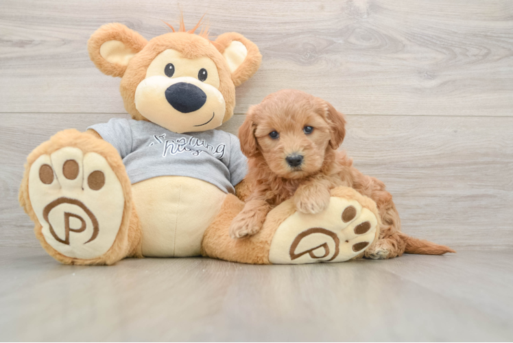 Little Mini Goldenpoo Poodle Mix Puppy