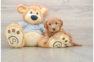 Little Mini Goldenpoo Poodle Mix Puppy