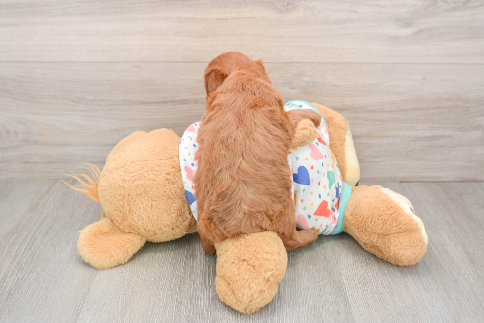 Cute Mini Goldendoodle Baby