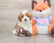 5 week old Mini Goldendoodle Puppy For Sale - Simply Southern Pups