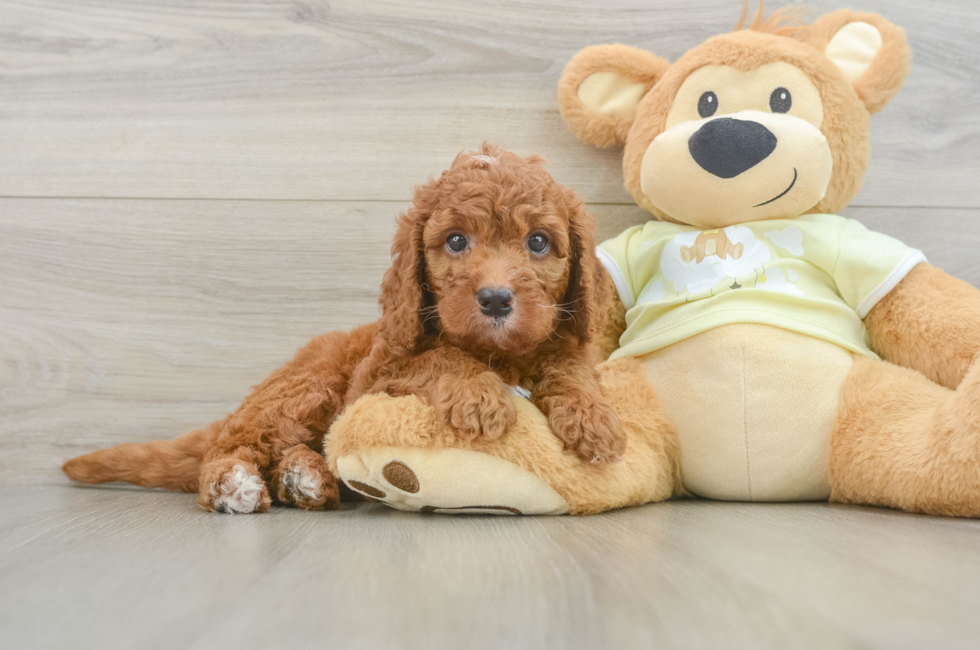 7 week old Mini Goldendoodle Puppy For Sale - Simply Southern Pups