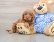 7 week old Mini Goldendoodle Puppy For Sale - Simply Southern Pups