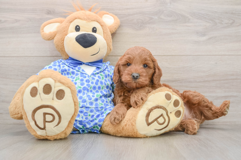 Mini Goldendoodle Pup Being Cute