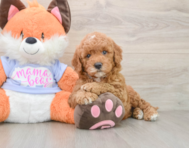5 week old Mini Goldendoodle Puppy For Sale - Simply Southern Pups