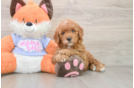 Popular Mini Goldendoodle Poodle Mix Pup
