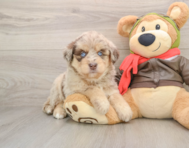 6 week old Mini Huskydoodle Puppy For Sale - Simply Southern Pups