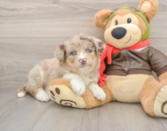 6 week old Mini Huskydoodle Puppy For Sale - Simply Southern Pups
