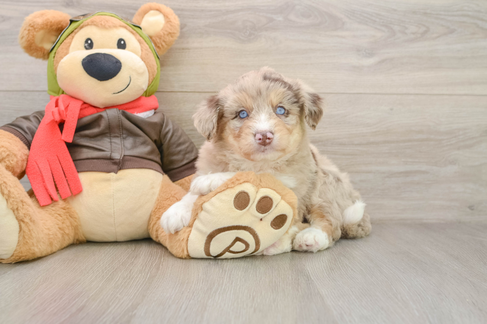 Mini Huskydoodle Pup Being Cute