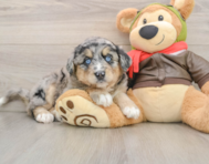 6 week old Mini Huskydoodle Puppy For Sale - Simply Southern Pups