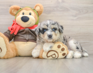 6 week old Mini Huskydoodle Puppy For Sale - Simply Southern Pups